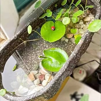 Amazon.co.jp: 金魚鉢 金魚 メダカ 鉢 メダカ鉢 睡蓮鉢 水耕植木鉢 亀