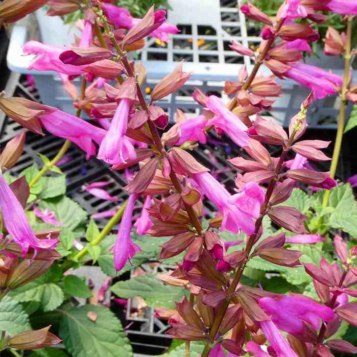 Amazon | 栄養系サルビア リトルバード ローズピンク 3.5号 宿根草