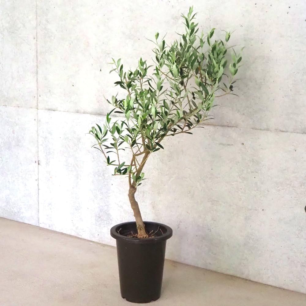Amazon.co.jp: ITANSE オリーブの苗木 品種：セントキャサリン 6