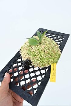 Amazon.co.jp: P.willinckii 'Dwarf Tatsuta' @bikamori.com