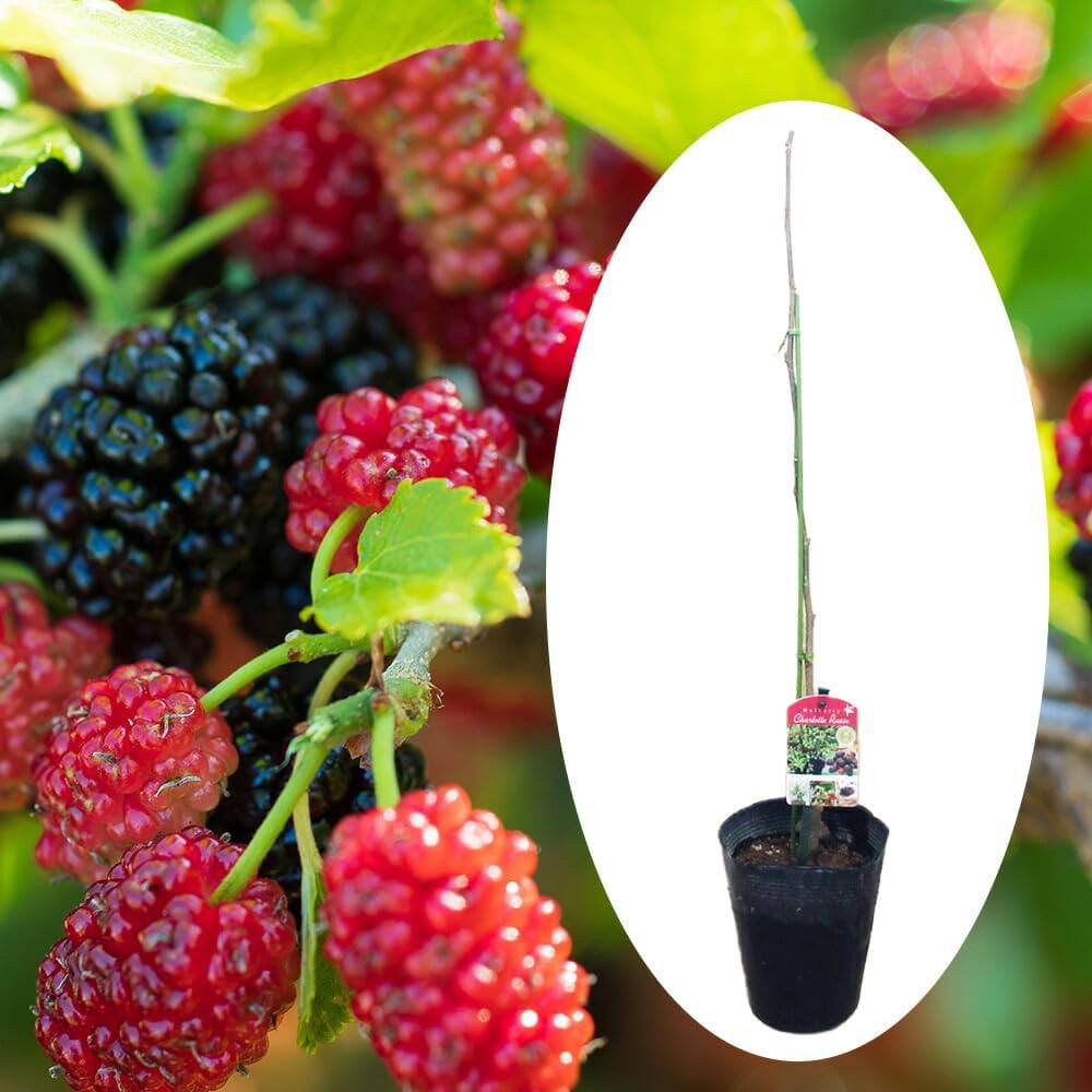 Amazon.co.jp: 四季成り マルベリー 「 シャルロット リュス 」 挿木