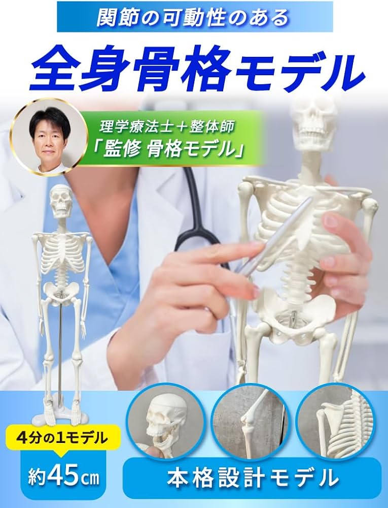 Amazon.co.jp: モノライフ 人体骨格模型 可動 ミニ 1/4 人体模型 全身