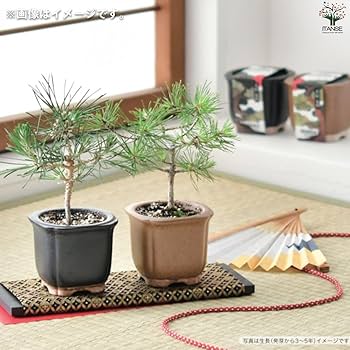 Amazon.co.jp: 栽培セット The BONSAI 盆栽栽培キット/1個売り - 種