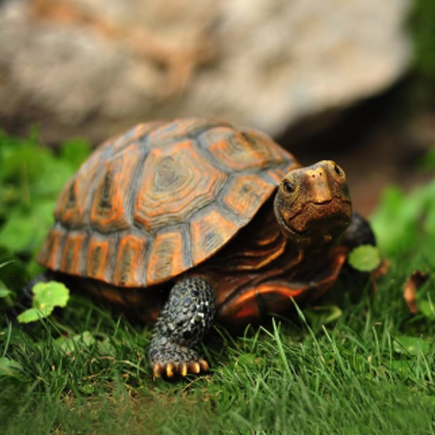 Amazon.co.jp: [dhiuebc] 海亀 置物 亀 縁起物 誕生日プレゼント