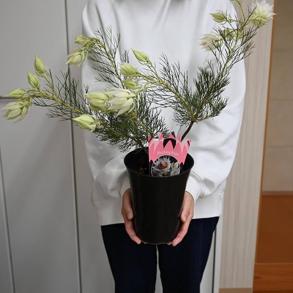 Amazon.co.jp: セルリア ブラッシングブライトホワイト苗 セルリア苗