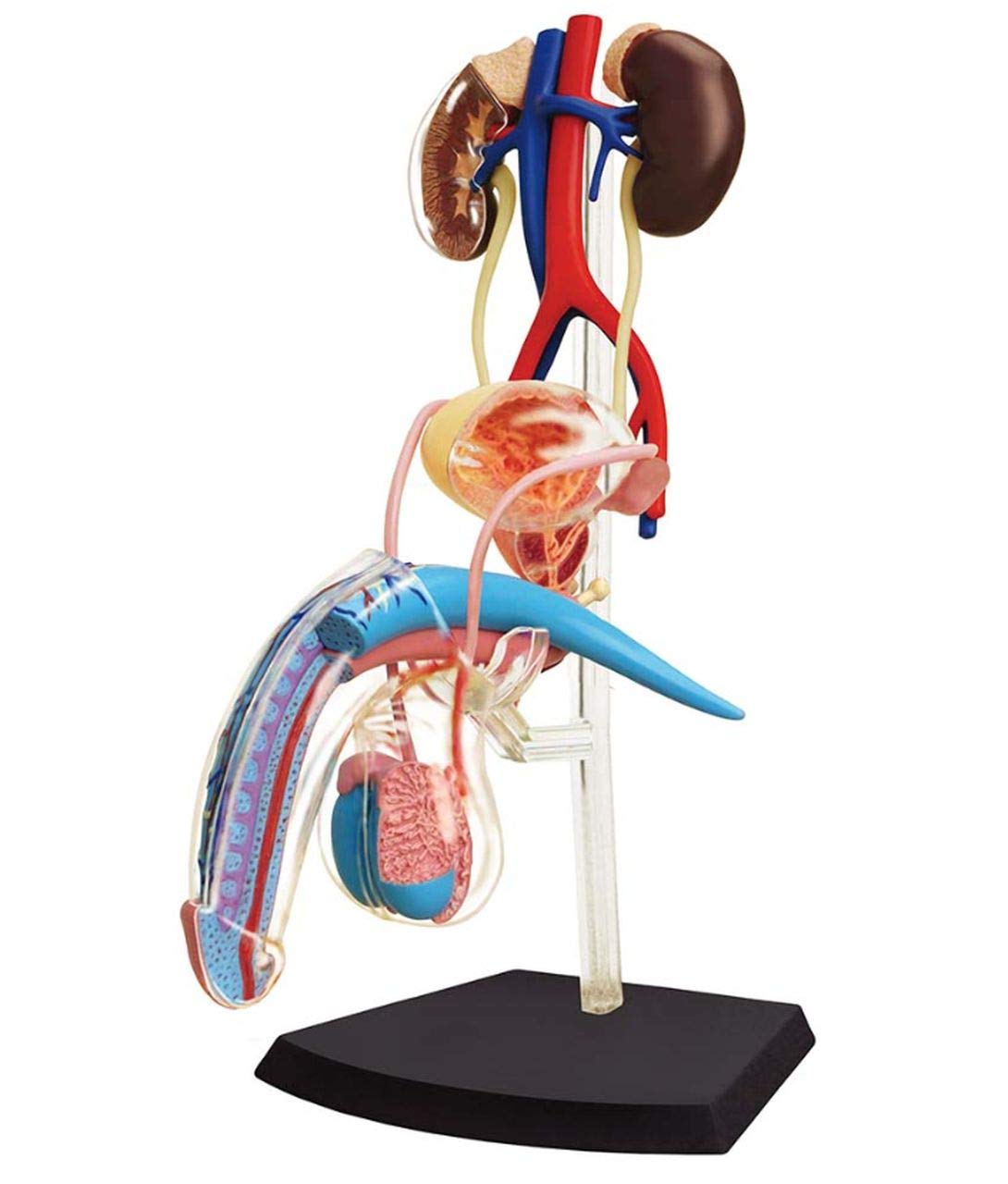 Amazon.co.jp: 人体解剖模型 立体パズル 4D HUMAN Anatomy 雄性生殖器