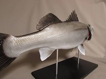 61VeihBrLbL._AC_UF350,