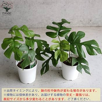 Amazon｜ヒメモンステラ(姫モンステラ) 4号鉢【品種で選べる観葉植物