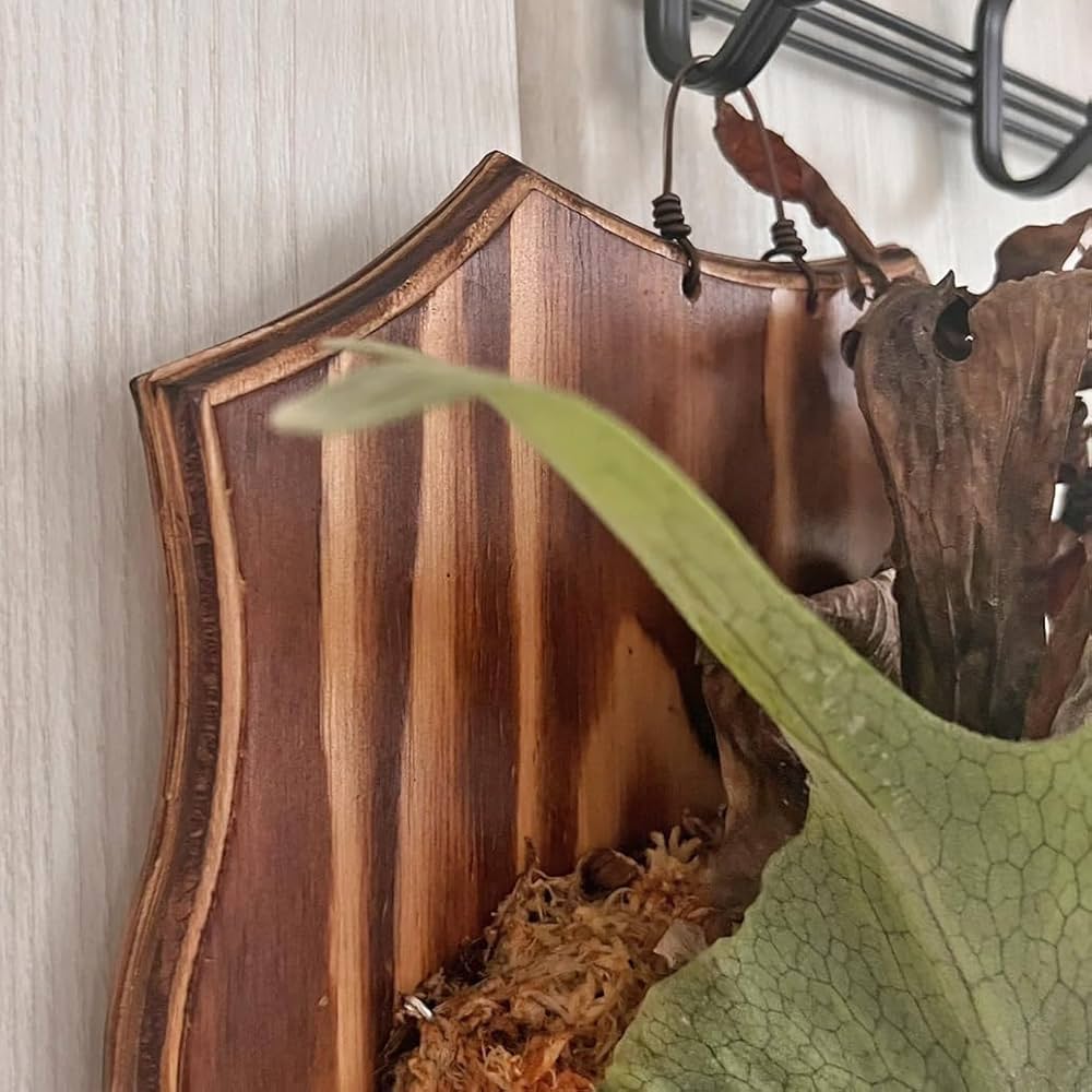 ビカクシダ 壁掛け用 大きい植物 【公式通販】