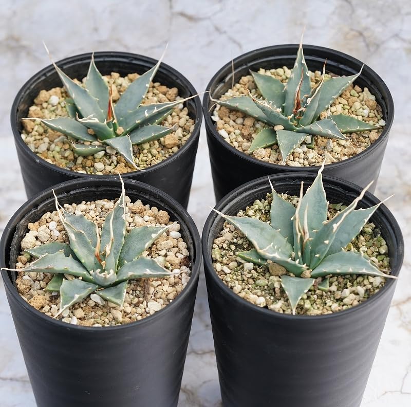 Amazon.co.jp: 四国ガーデン アガベ・ユタエンシス「エボリスピナ」 3