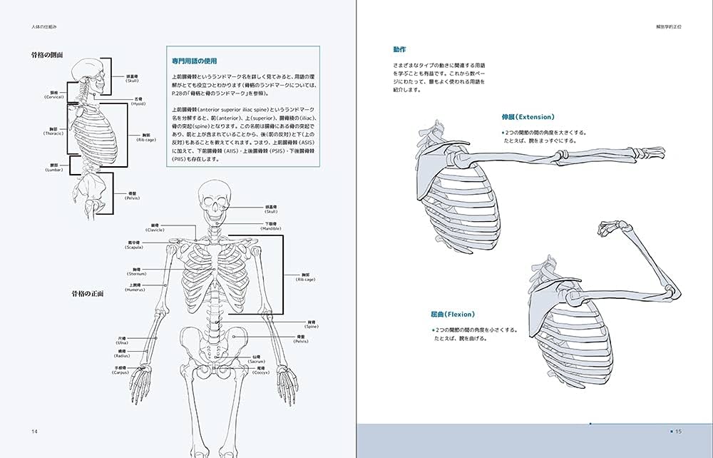 アーティストのための人体解剖学ビジュアルリファレンス | 3dtotal.com