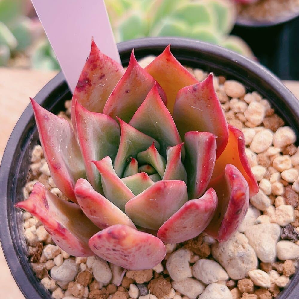 Amazon｜A！！多肉植物 ブーケ 韓国苗 美苗 農園直売 観葉植物｜観葉