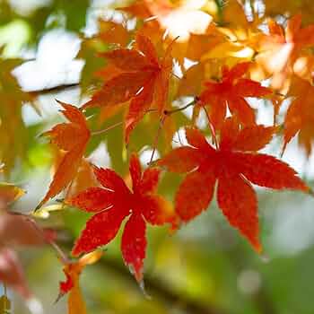 61XHX66obGL._AC_UF350,