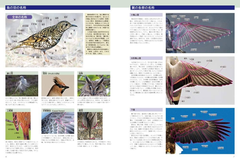 原寸大写真図鑑 羽 増補改訂版 : 拓哉, 叶内, 勝, 高田: Amazon.sg: Books