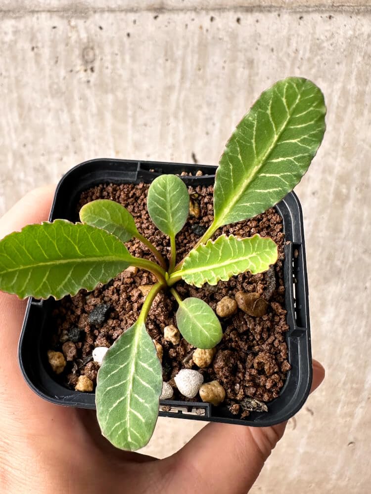 Amazon｜【現品限り】ユーフォルビア・フィッシュボーン