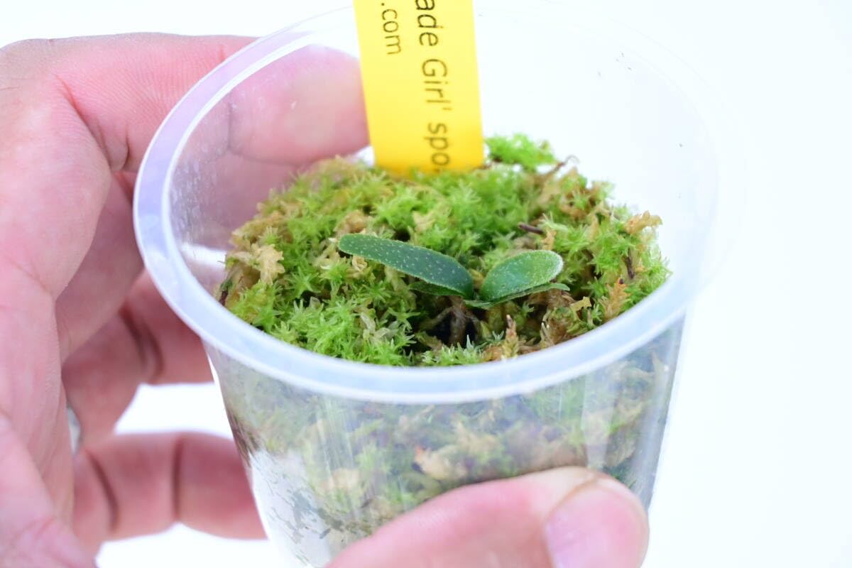 Amazon.co.jp: P.willinckii 'Jade Girl' spored⑧ @bikamori.com