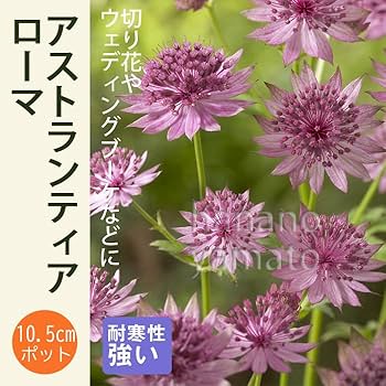 61ZWPr00MUL._AC_UF350,