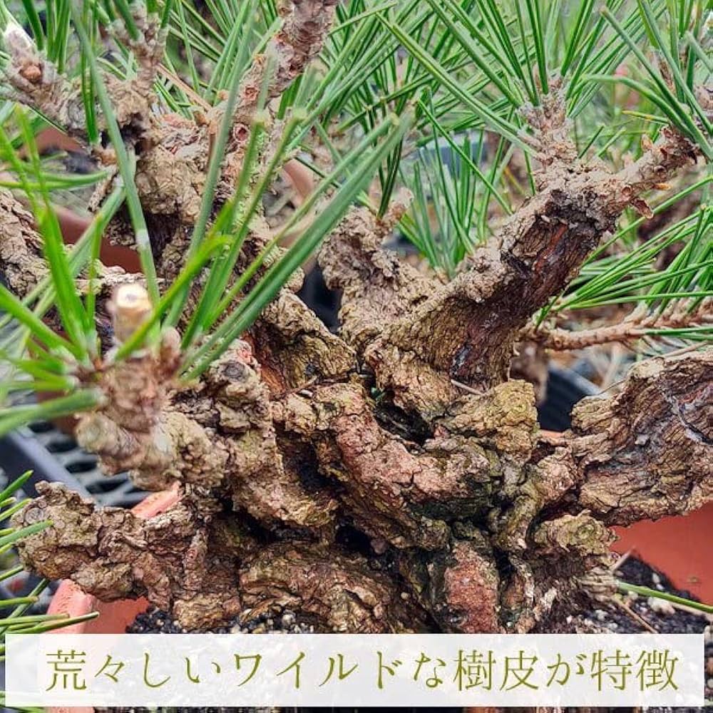 Amazon | 中品盆栽：錦黒松* 錦松幹肌ニシキマツにしきまつ bonsai | 盆栽