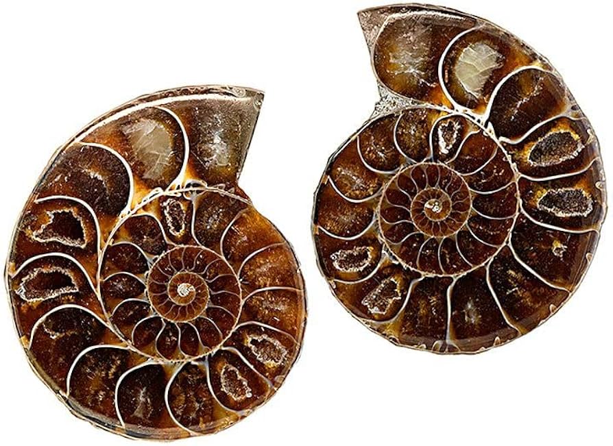 Amazon | SCIENCE 化石標本 Pair Ammonites Fossils「アンモナイト
