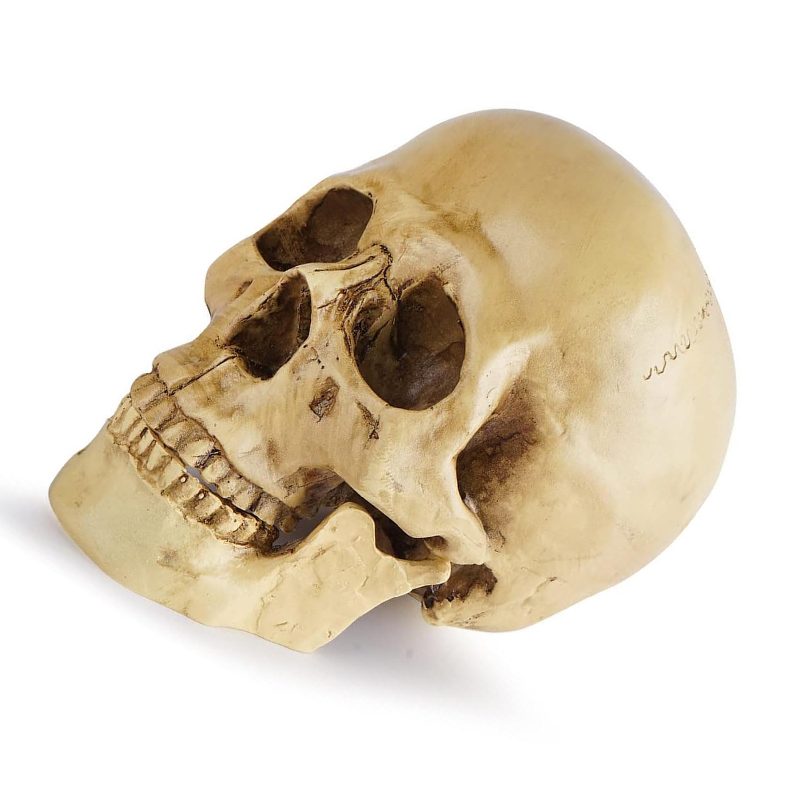 Amazon | 頭骸骨 ドクロ ガイコツ 1：1 実物大 模型 置物 レプリカ