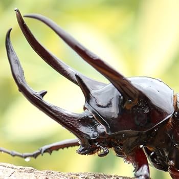 Amazon | コーカサスオオカブト 90UP 成虫ペア 真似の出来ない意匠権