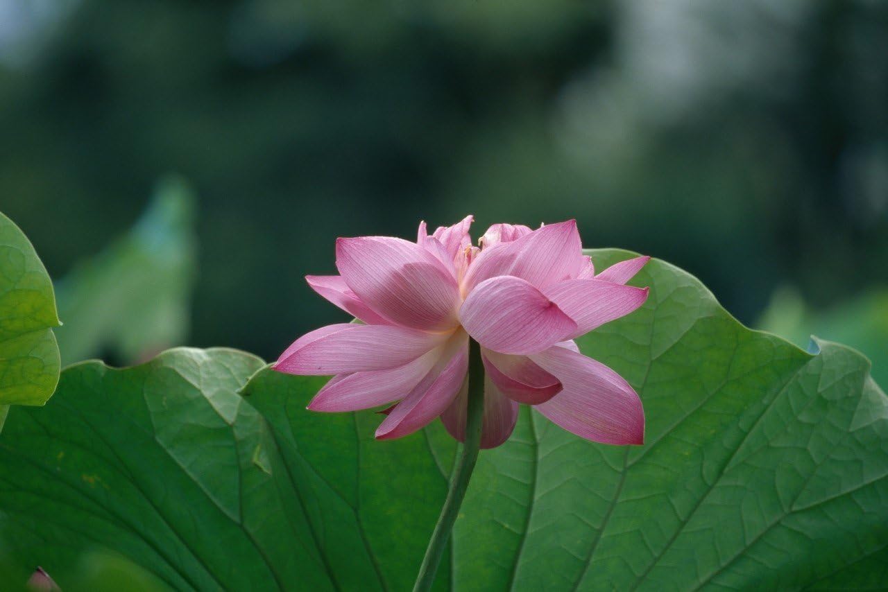 Amazon | Kodak プロフェッショナル用 カラー リバーサル フィルム