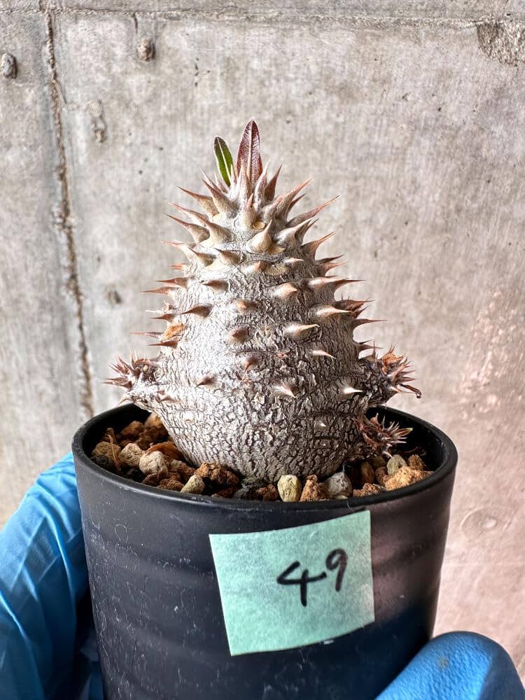 Amazon｜【現品限り】パキポディウム・デンシフローラム【A49