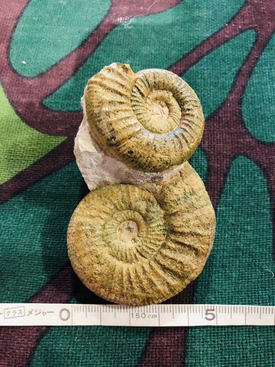 Amazon.co.jp: レア ダブルアンモナイト化石 置物 観賞用 ルース 原石