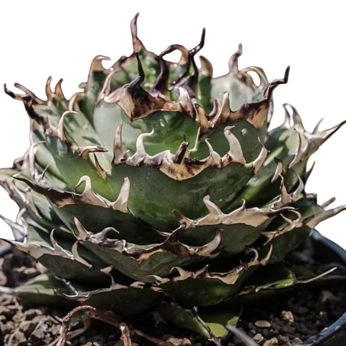 Amazon.co.jp: F1 特厳選 アガベ チタノタ ハデス 黒帝斯 Agave