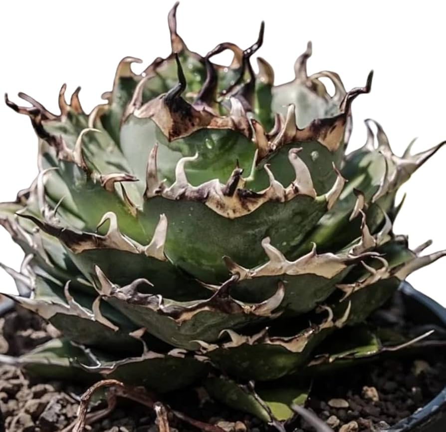 Amazon.co.jp: F1 特厳選 アガベ チタノタ ハデス 黒帝斯 Agave