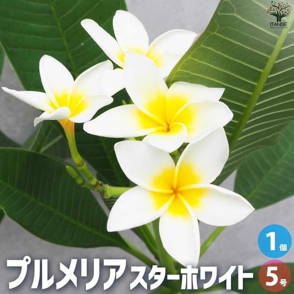 Amazon.co.jp: プルメリア苗木 品種：スターホワイト 5号鉢 【品種で