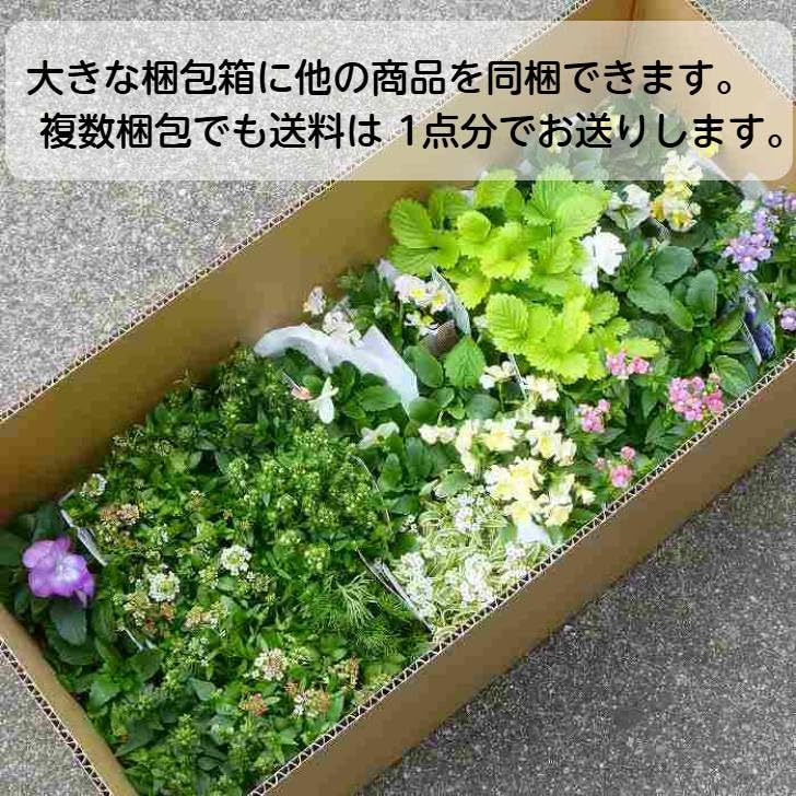 Amazon.co.jp: 都忘れ ミヤコワスレ 江戸紫 紫花 苗 4号鉢 花苗 山野草