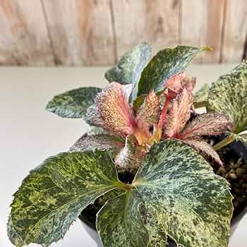 Amazon.co.jp: 予約販売 斑入りクリスマスローズ スノーフィーバー 5号