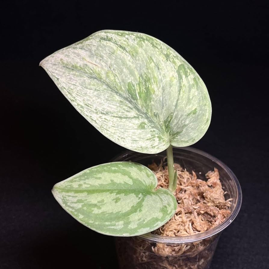Amazon.co.jp: レア 151. Scindapsus Exotica Hologram Variegated