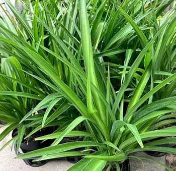 Amazon.co.jp: 観葉植物 水栽培 アオオリヅルラン（班無し）子株10株