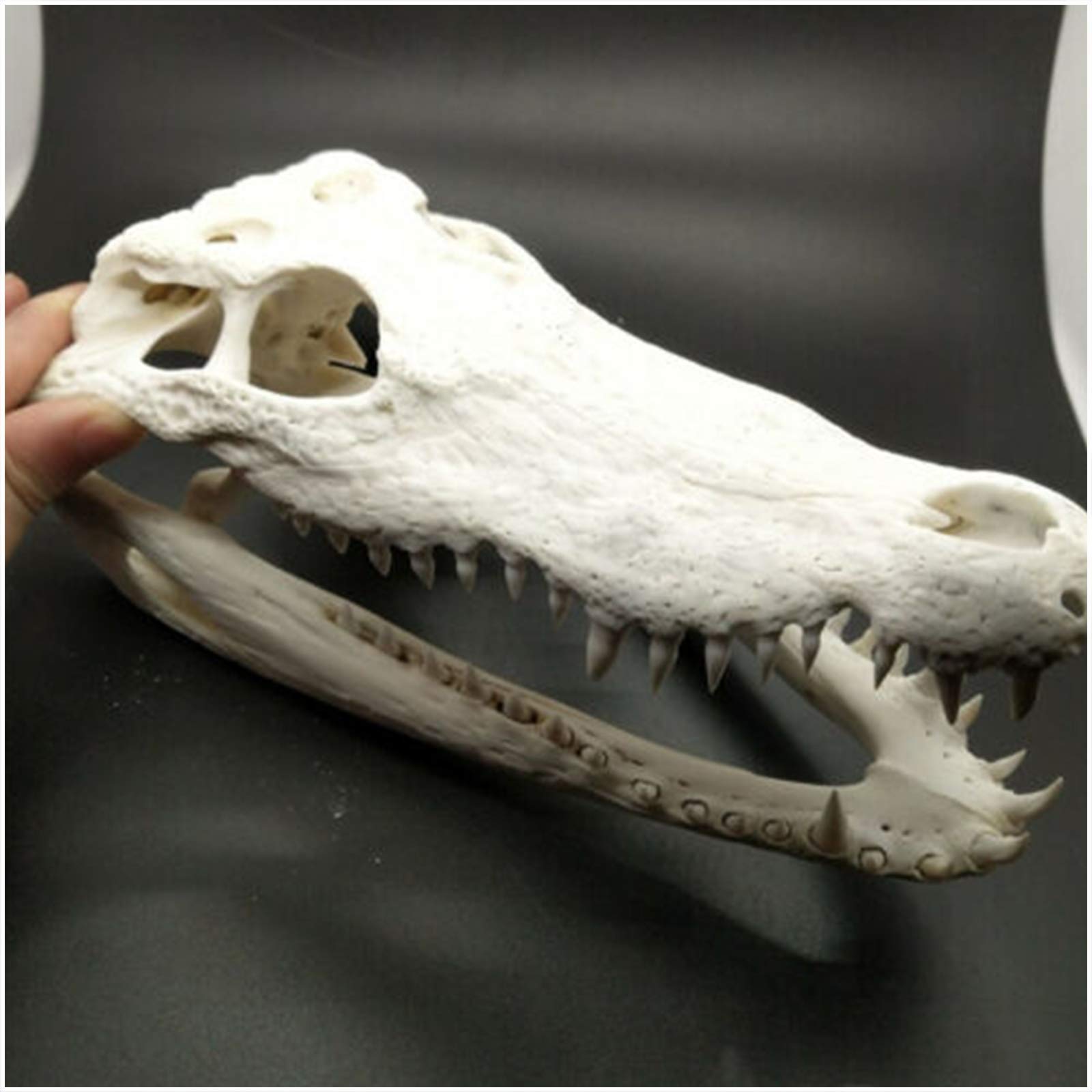 Amazon.co.jp: 本物のクロコダイルの頭蓋骨標本-動物の頭蓋骨モデル