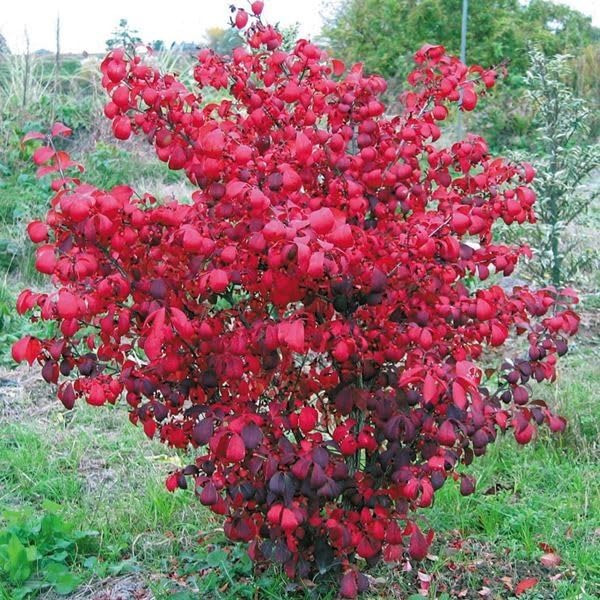 Amazon.co.jp: ニシキギ 苗 苗木 コンパクタ 2株 / 錦木 ニシキギの