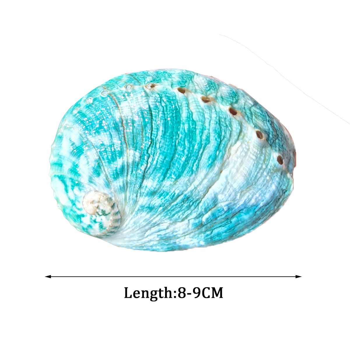 Amazon.co.jp: 大きな貝殻、ジャンボ貝殻 、 1個 8-9cm 大型 グリーン