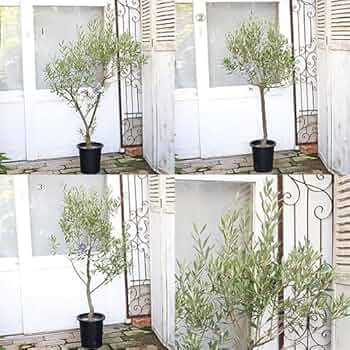 Amazon.co.jp: 現品販売 常緑樹木 オリーブ シプレッシーノ 7号 高さ