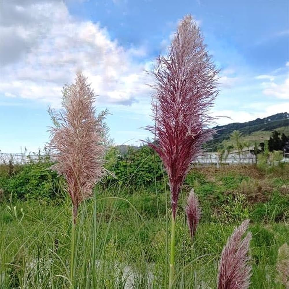 Amazon.co.jp: パンパスグラス：ピンク（株分け苗）8号ポット[9月頃に