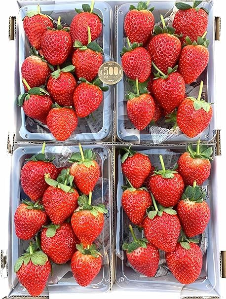 Amazon.co.jp: 【冷蔵】超大粒 いちご 約1,150g 糖度：11度以上