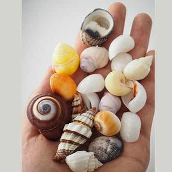 61m3IzseK3L._AC_UF350,