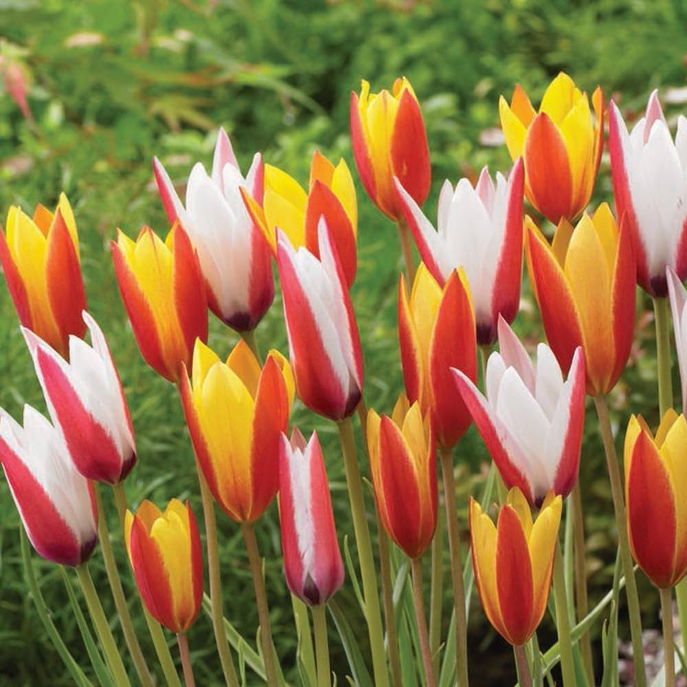 Amazon.co.jp: ITANSE 原種系チューリップ 2色咲きコンビ 原種