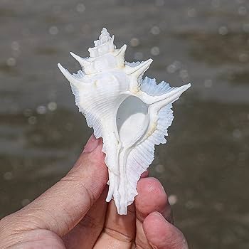 Amazon.co.jp: 海浜貝殻の大粒ナチュラル、 大きな天然の珍しい貝殻