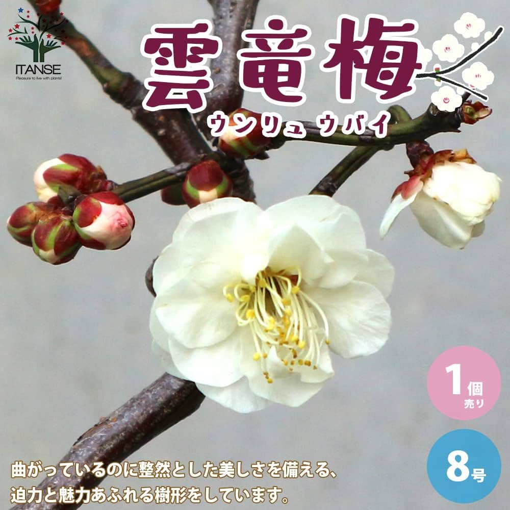 Amazon.co.jp: 雲竜梅(ウンリュウバイ) 8号鉢【品種で選べる花木苗/1個