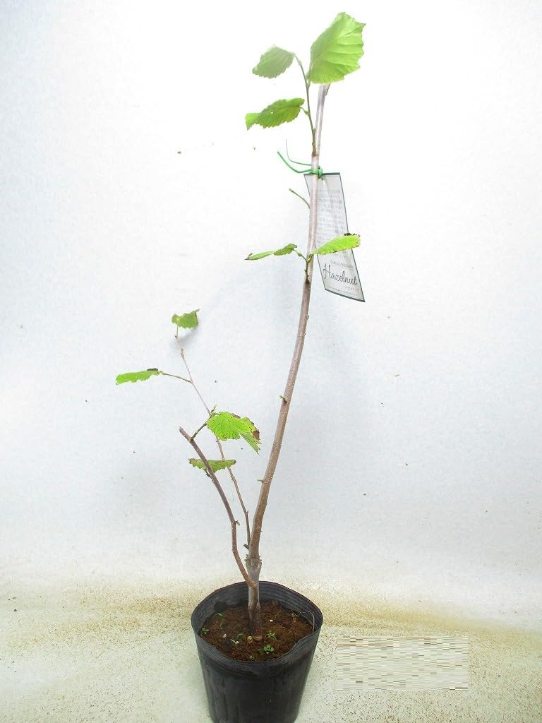 Amazon.co.jp: ヘーゼルナッツ 苗木 品種不明 4号ポット 全高：約65