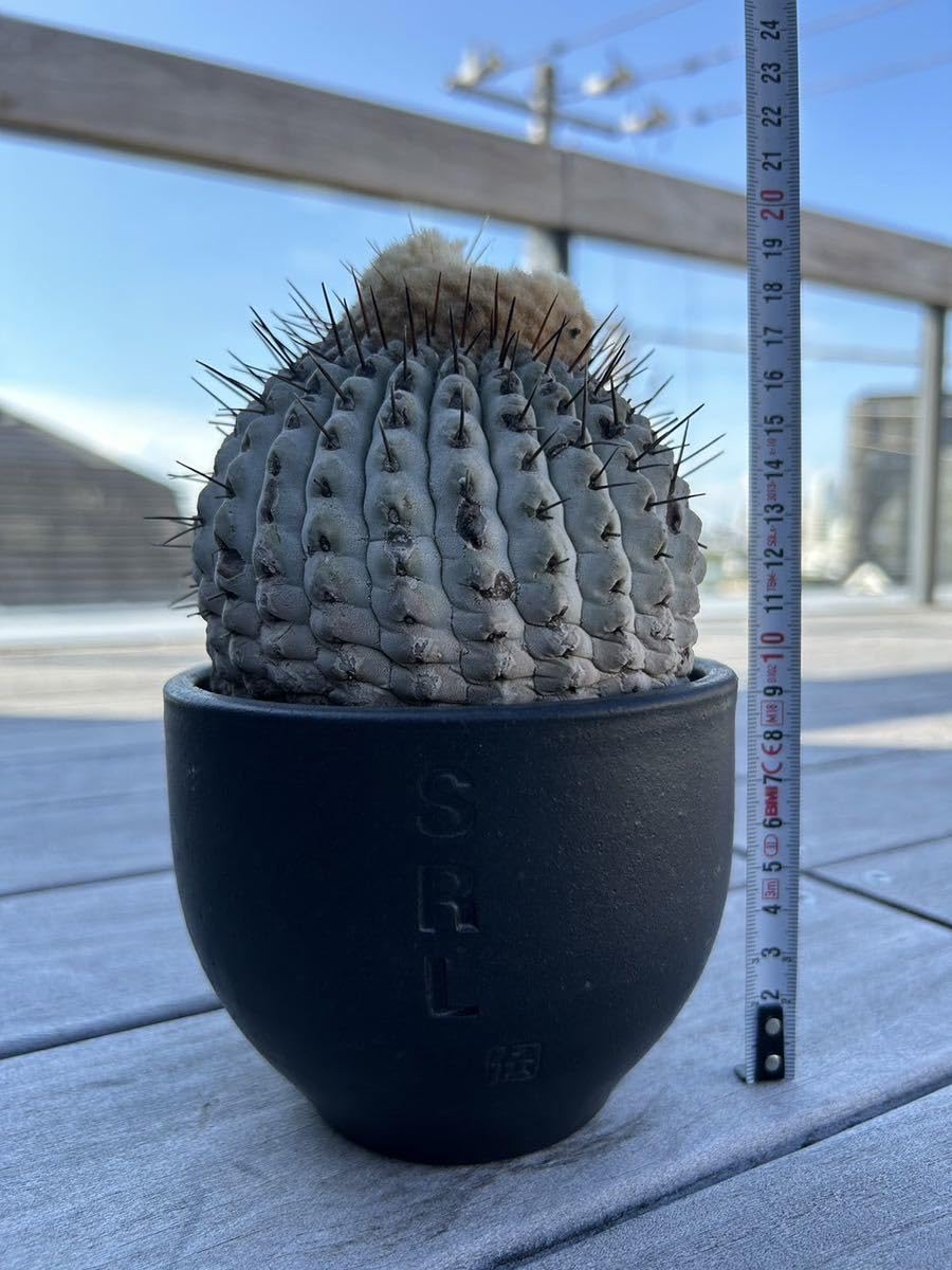 Amazon.co.jp: 管理5年 孤竜丸 コピアポア コルムナアルバ 黒王丸 山木