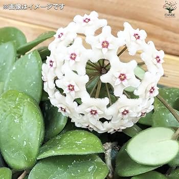 Amazon｜ホヤ(桜ラン)・マチルダ 吊鉢4号鉢 1個売り【品種で選べる観葉