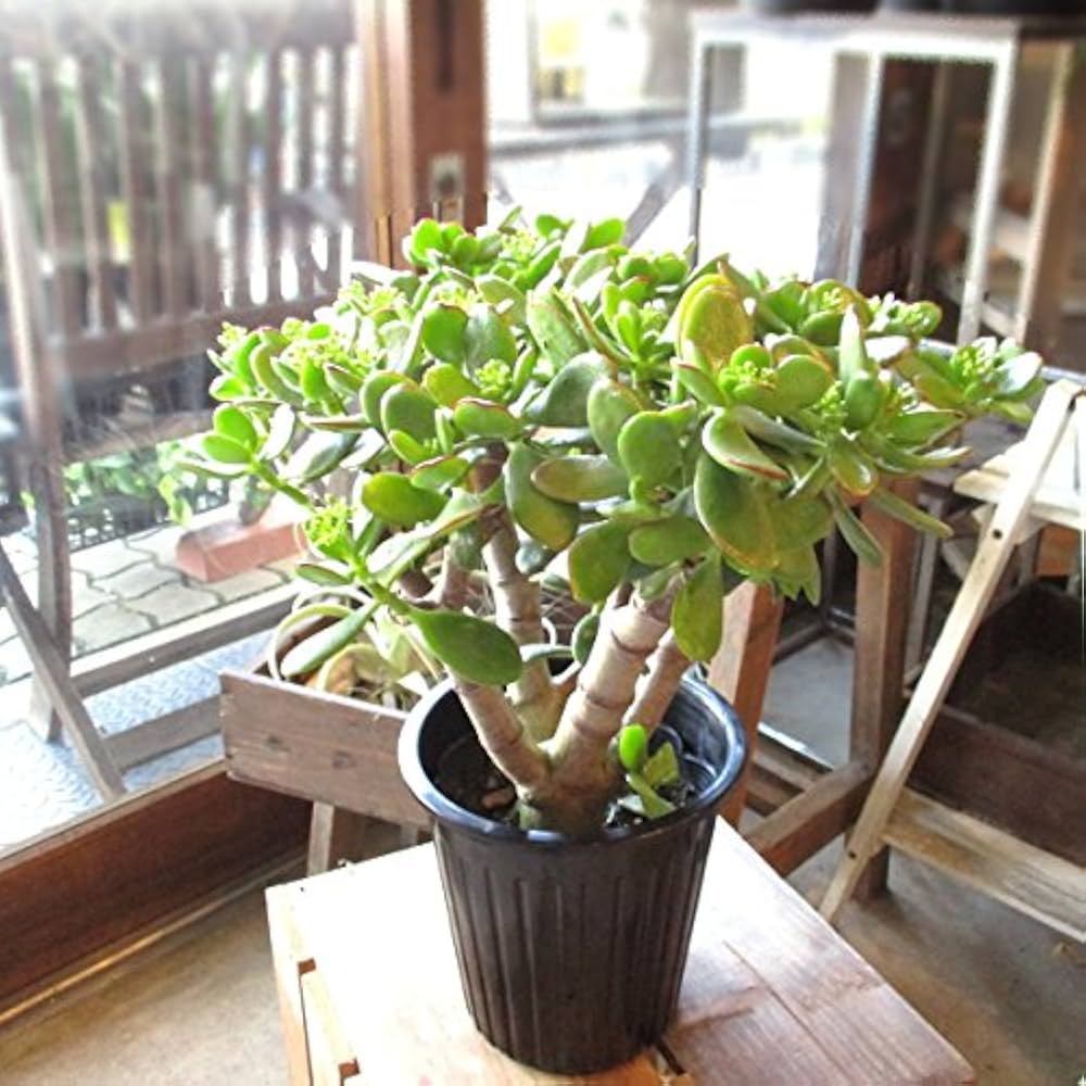 Amazon｜お金のなる木 花月 成金草 5号鉢サイズ 鉢植え 薫る花 庭木