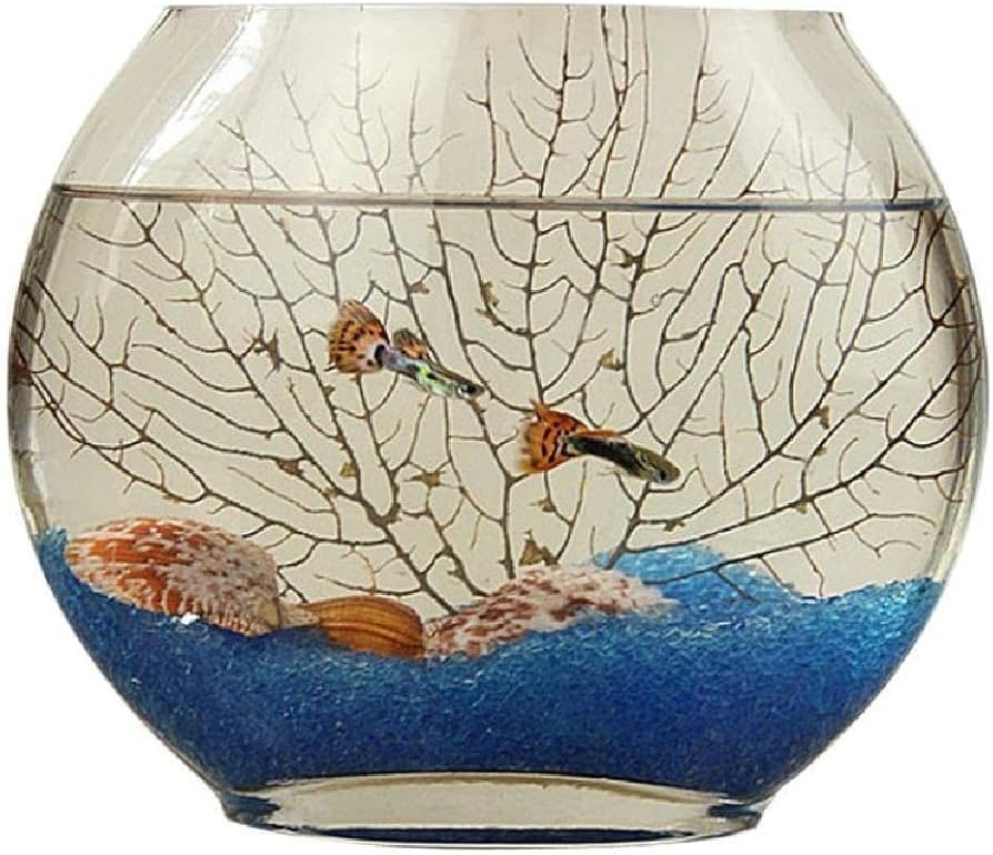 Amazon | 金魚鉢 扁形 平面ガラス アクアリウム アイデア平べったい口